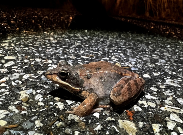 Wood Frog